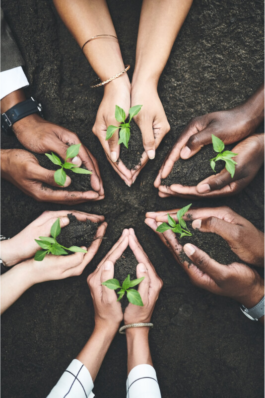 Hands holding a clod of earth with a plant starting to grow